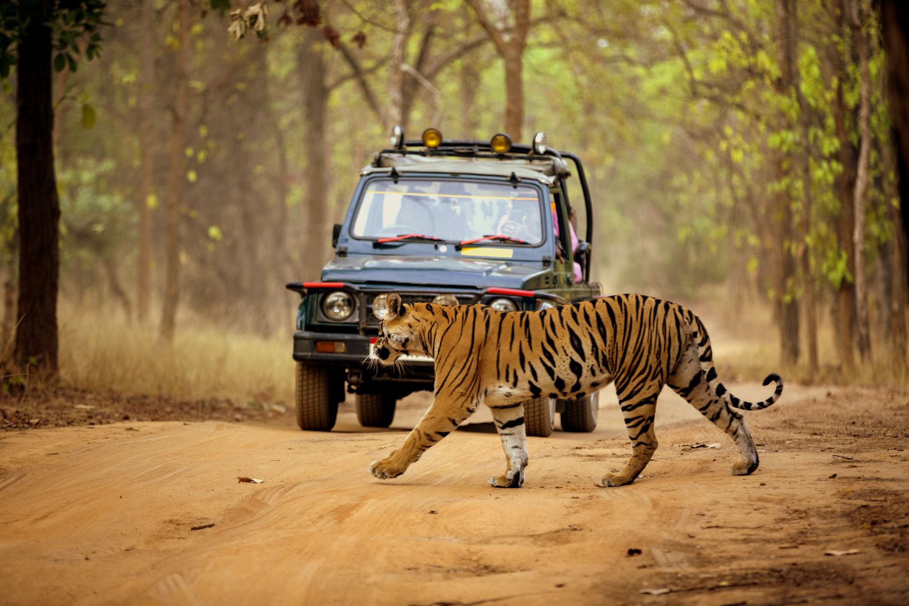 Tadoba Jeep Safari