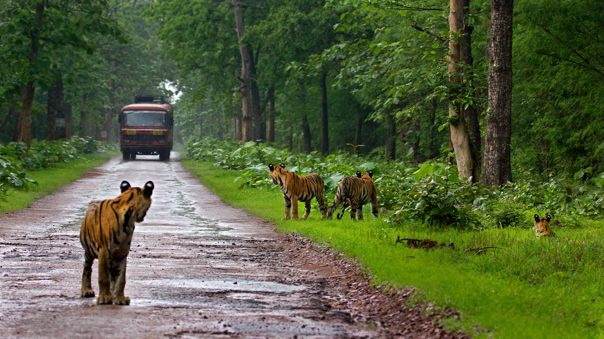 Tadoba Canter Safari