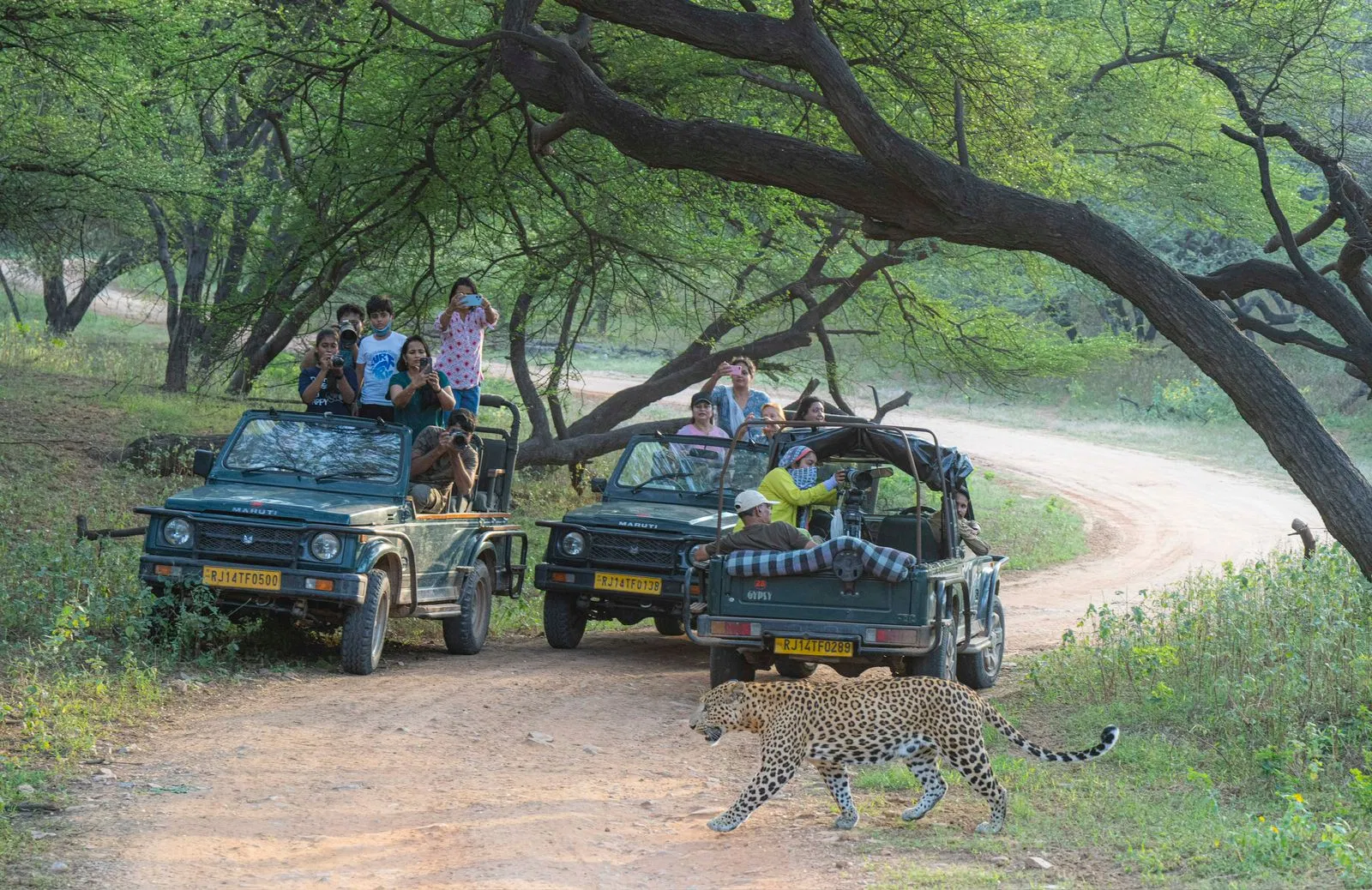 Safari Package 2