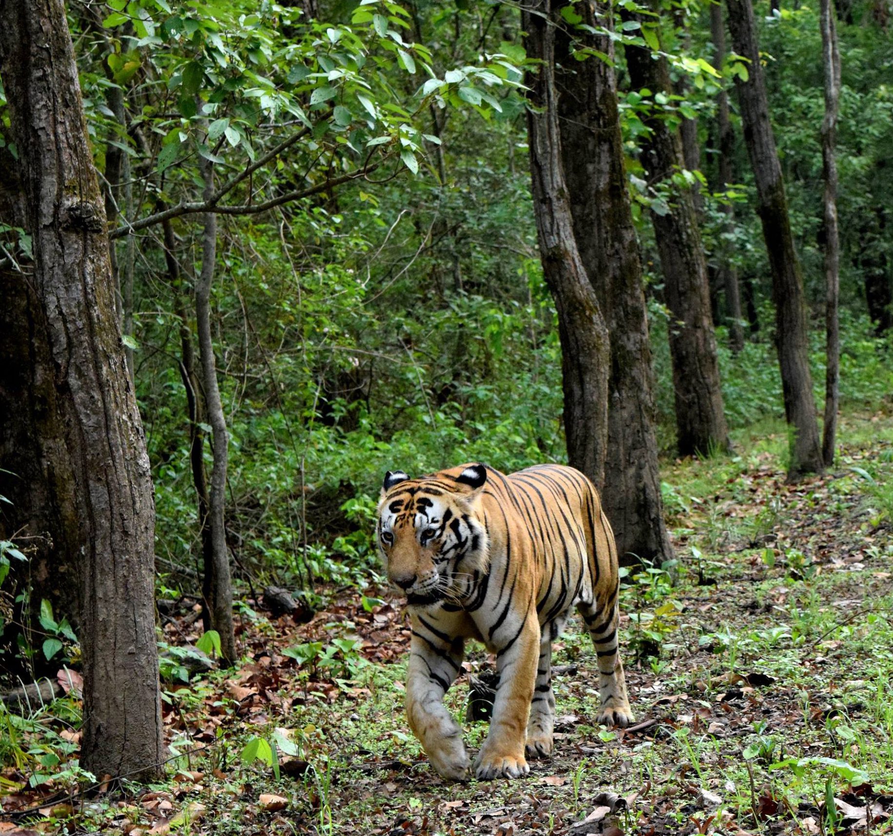 Tadoba Andhari National Park